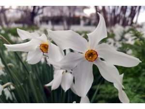 Zerrinkadeh çiçekleri bu yıl hüzünlü açtı
