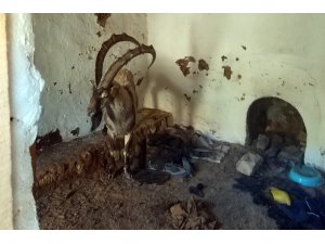 Yayla evinde mahsur kalan yaban keçisini kurtardılar