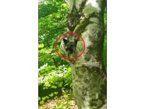 Ordu’da ağaç kovuğuna sıkışan köpek kurtarıldı