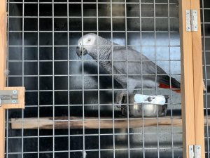 İstanbul’da papağan operasyonu: 66 papağan kurtarıldı