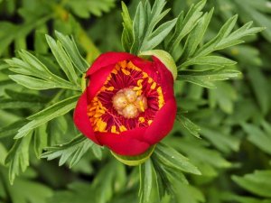 ’Ayı gülü’ açtı...Bu çiçeği koparan yandı