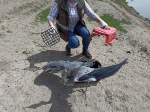 Köyde bulunan gri balıkçıl kuşu yetkililere teslim edildi