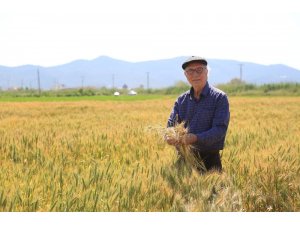 TMO, Milas’ta buğday ve arpa alımına başladı