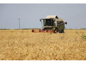 Adana’da buğdayda 750 bin ton rekolte bekleniyor