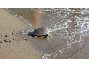 Muğla’da tedavisi tamamlanan deniz kaplumbağaları doğal ortamına kavuştu