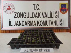 Zonguldak’ta uyuşturucu operasyonu: 1 gözaltı