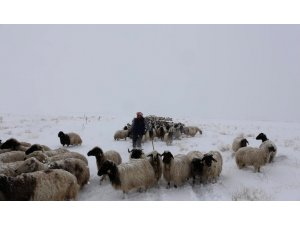 Koyunlarını yaylaya çıkaran vatandaşa Mayıs ayında kar ve tipi sürprizi