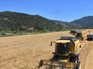 Türkiye'nin ilk buğday hasadı Dalaman TİGEM'de başladı