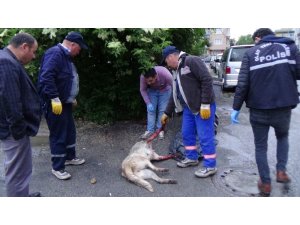Sokak köpeği silahla vurularak katledildi