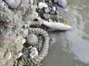 Malatya’da yılanın balık avı kameraya yansıdı