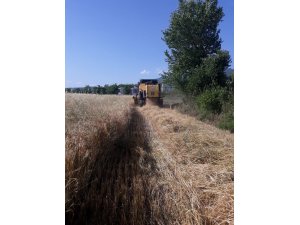 Düziçi’nde buğday hasadına başlandı