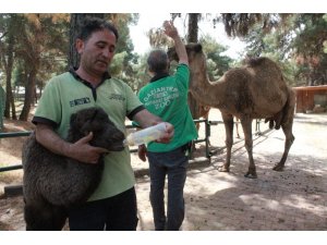 Gaziantep Hayvanat Bahçesi’nde yavru deve ve zebra heyecanı
