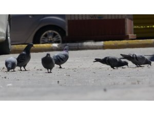 Kısıtlamanın devam ettiği Van’da sokaklar güvercinlere kaldı
