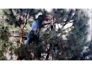 Ağaçta mahsur kalan kediyi vatandaş kurtardı