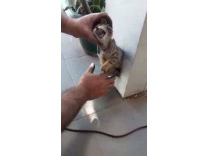 Demir kolona sıkışan kediyi esnaf kurtardı