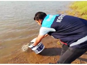 Siirt’te 55 bin yavru pullu sazan balığı gölete bırakıldı