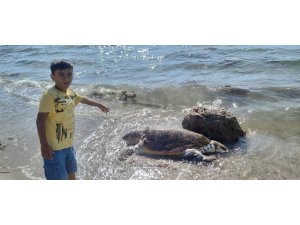 Çanakkale’de ölü caretta caretta sahile vurdu