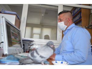 Yavru güvercini belediye personeli büyütüyor