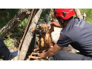 Elazığ’da 5 metrelik kuyuya düşen köpek için kurtarma operasyonu