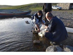 Kars’ta göllere 85 bin yavru sazan balığı bırakıldı