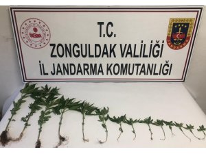 Zonguldak’ta 14 kök kenevir bitkisi ele geçirildi