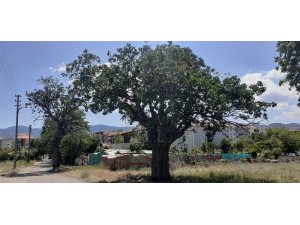 Tarihe tanıklık eden menengiçlere ’anıt ağaç’ levhaları asıldı