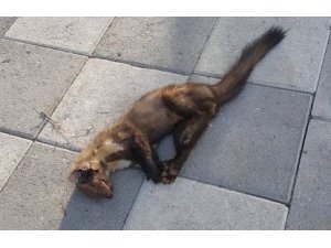 Güvercinleri parçalayan sansara otomobil çarptı