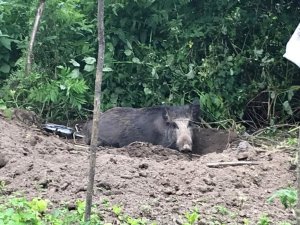 Bahçe teline dolanan yaban domuzu kurtarıldı