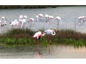 Flamingolar, Hersek Lagününden vazgeçmiyor