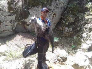 Tokat’ta kayalıklarda mahsur kalan kuzu (AFAD) ekiplerince kurtarıldı