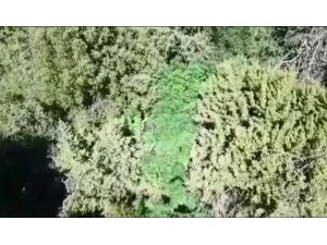 Ormanlık alana ’drone’lu kenevir operasyonu