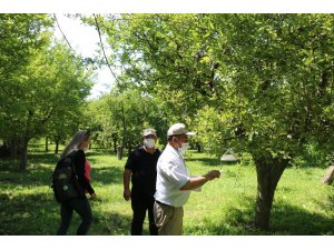 Erzincan’da meyve ağaçlarına zarar veren zararlılar feromon tuzaklarla kontrol edilerek, çiftçilere gerekli uyarılar yapılıyor