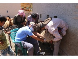 Türk veterinerler Suriye’deki hayvanları aşılıyor