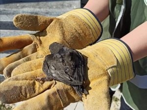 Van’da, yaralı kuşlar tedavi altına alındı