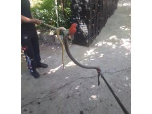 Amasya’da depodan çıkan yılan doğaya salındı