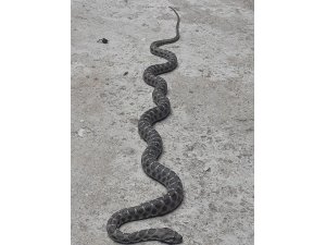 Nazilli’de çatıdaki yılan korkuttu