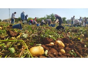 Kahta’da yerli patates hasadı yapıldı