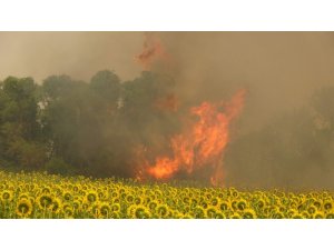 Çanakkale’deki poyraz orman yangınına müdahaleyi güçleştiriyor...Kumköy de boşaltılıyor