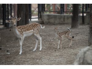 Tarsus Doğa Parkı’nın yeni sakinleri; 7 minik ceylan ve geyik yavrusu