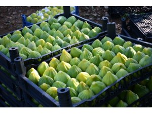 ’Yediveren’ inciri toplanmaya başlandı