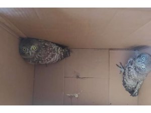 Bacada mahsur kalan yavru baykuşları itfaiye kurtardı