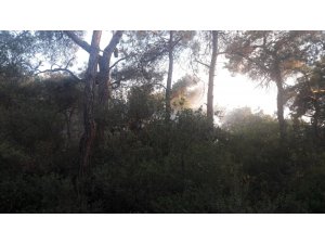 Büyükada’daki orman yangını  kontrol altına alındı