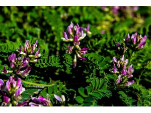 Dünyada sadece Bartın’da olan bitki türü keşfedildi