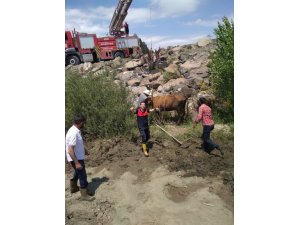 Bataklığa saplanan ineği itfaiye ekipleri kurtardı