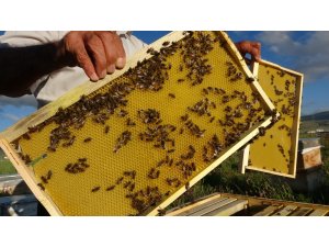 Ardahan’da arılar kayıp; arıcılar endişeli