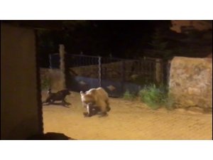 Yavru boz ayı kaçtı, köpek kovaladı