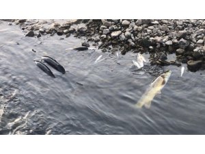 Çan’da balık ölümleri yaşanıyor