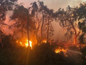 Manisa’daki orman yangını tek noktada devam ediyor