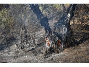 Başkan Çerçioğlu’ndan zeytin ağaçları yanan çiftçiye destek