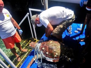 Kuşadası Körfezi’nde 2 caretta caretta ve 1 yeşil deniz kaplumbağası ölü bulundu